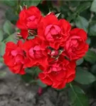 Black_Forest_Rose_0.jpg