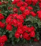 Black_Forest_Rose_7_1.jpg