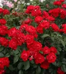 Black_Forest_Rose_6.jpg