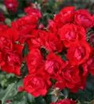 Black_Forest_Rose_5.JPG