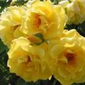 Rosa 'Golden Gate'®