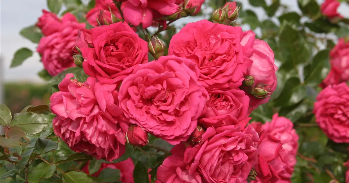 Rosa 'Laguna' -R- KL VI