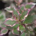 Weigela florida 'Monet'®