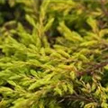 Juniperus communis 'Goldschatz'