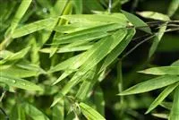 Fargesia nitida 'Black Pearl'