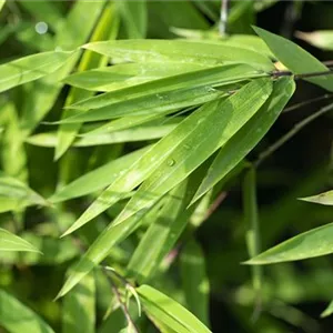 Fargesia nitida 'Black Pearl'