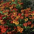 Helenium 'Moerheim Beauty'