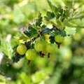 Ribes uva-crispa 'Mucurines'
