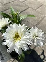 Leucanthemum x superb.'Alaska', gen.