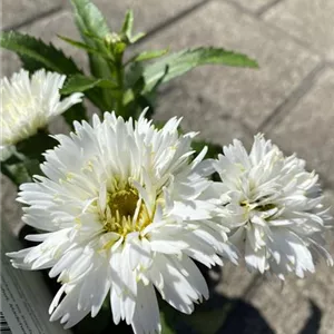 Leucanthemum x superb.'Alaska', gen.