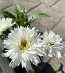 P68768_1.jpg
