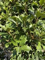 Osmanthus heterophyllus 'Gulftide'