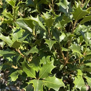 Osmanthus heterophyllus 'Gulftide'