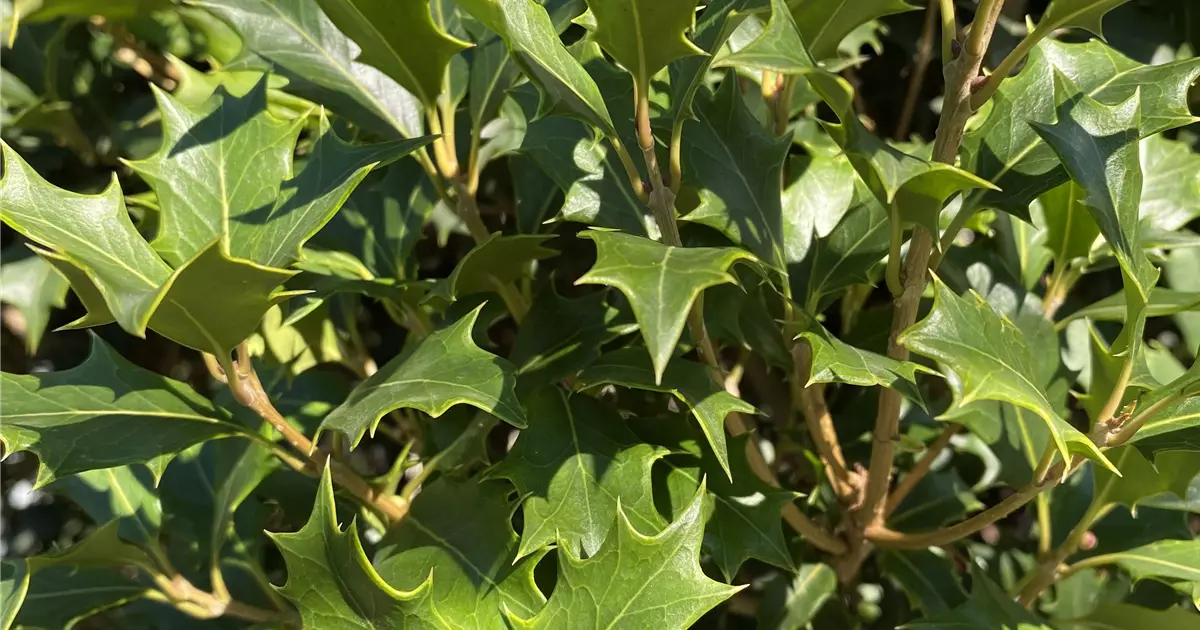 Osmanthus heterophyllus 'Gulftide'