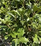 P1001145_1.jpg