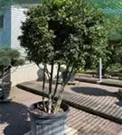 P1001145_2.jpg