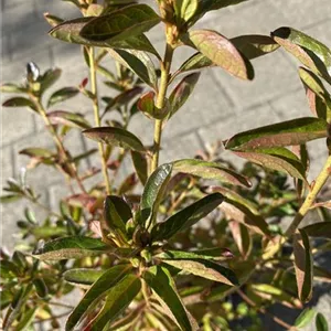 Rhododendron obt.'John Cairns' I