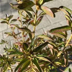 Rhododendron obt.'John Cairns' I
