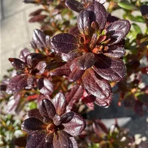 Rhododendron obt.'Muttertag' II
