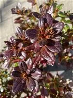 Rhododendron obt.'Muttertag' II