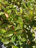 Rhododendron obt.'Vuyk's Scarlet' II