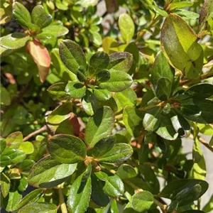 Rhododendron obt.'Vuyk's Scarlet' II