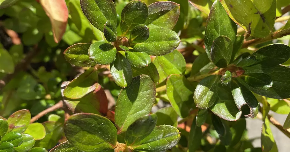 Rhododendron obt.'Vuyk's Scarlet' II