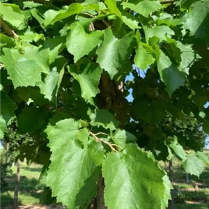 Corylus colurna