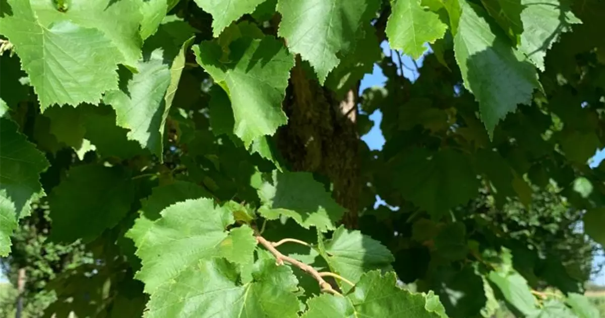 Corylus colurna