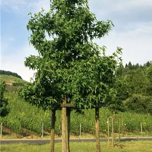 Liquidambar styraciflua 'Worplesdon'