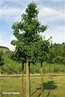 Liquidambar styraciflua 'Worplesdon'