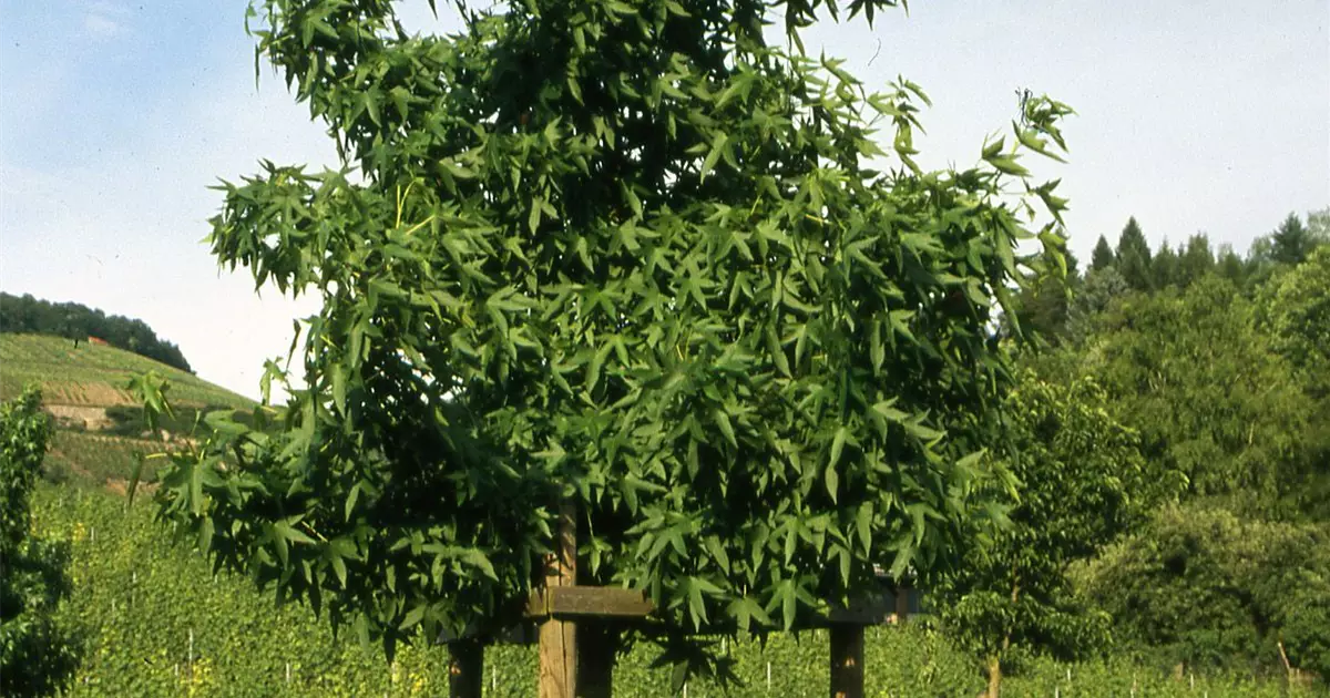 Liquidambar styraciflua 'Worplesdon'