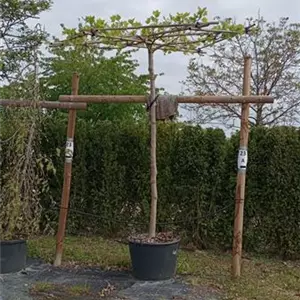 Platanus hispanica