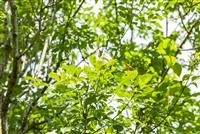 Fraxinus ornus