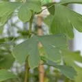 Ginkgo biloba