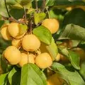 Malus 'Wintergold'