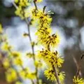 Hamamelis x intermedia 'Angelly'