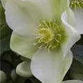 Helleborus