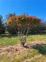 Photinia fraseri 'Red Robin'