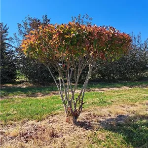 Photinia fraseri 'Red Robin'