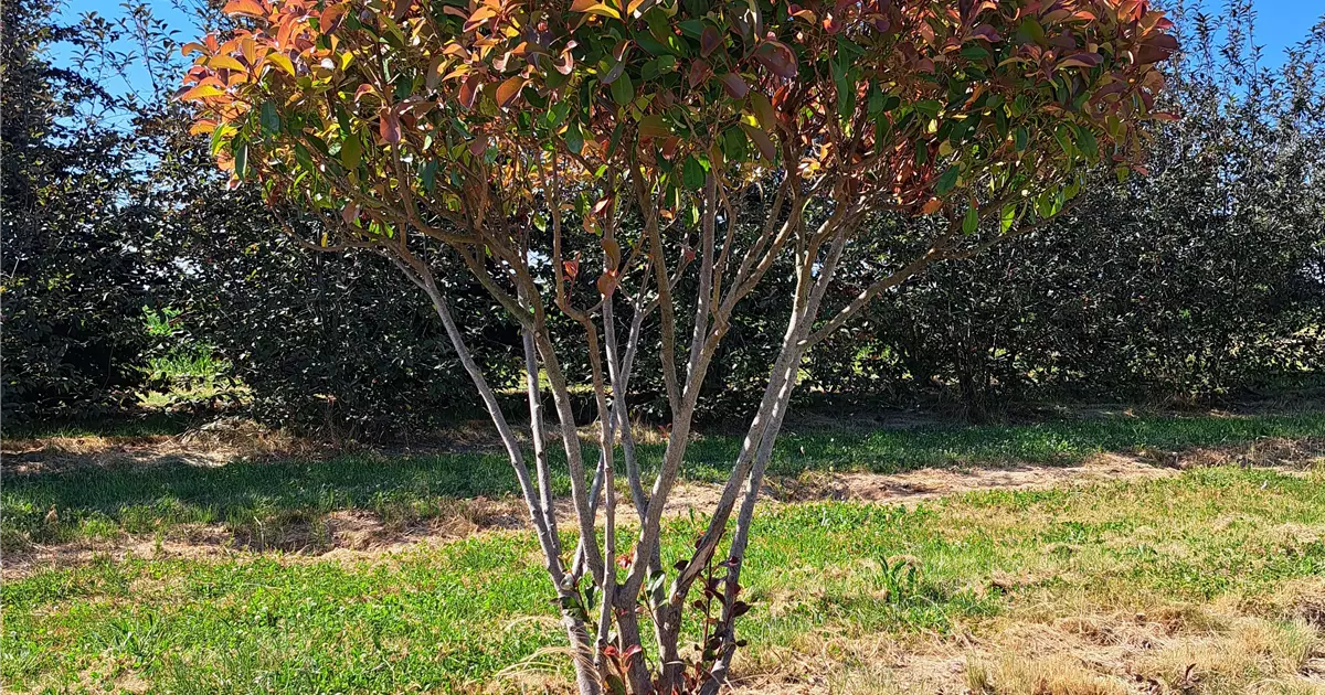 Photinia fraseri 'Red Robin'