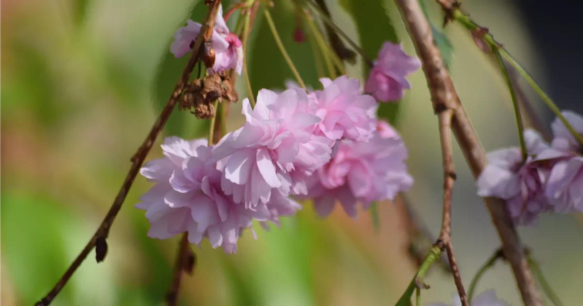 Prunus serrulata 'Kiku-shidare-zakura'