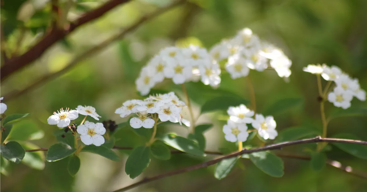 Spiraea vanhouttei
