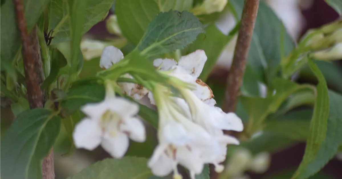 Weigela 'Snowflake'