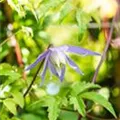 Clematis alpina