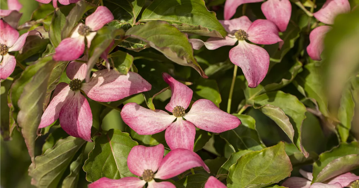 Cornus kousa 'Scarlet Fire' -R-