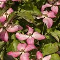 Cornus kousa 'Scarlet Fire'®
