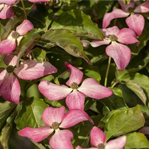 Cornus kousa 'Scarlet Fire' -R-