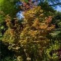 Acer palmatum 'Wilson´s Pink Dwarf'