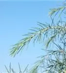 GS673975.jpg